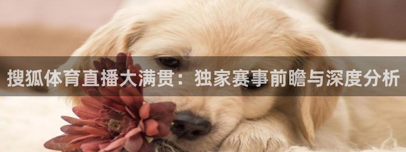 24直播网nba在线直播免费观看：搜狐体育直播大满贯：独家赛事前瞻与深度分析